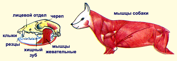 Мышцы собаки схема